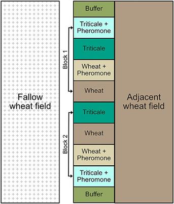 Triticale as a Potential Trap Crop for the Wheat Stem Sawfly (Hymenoptera: Cephidae) in Winter Wheat